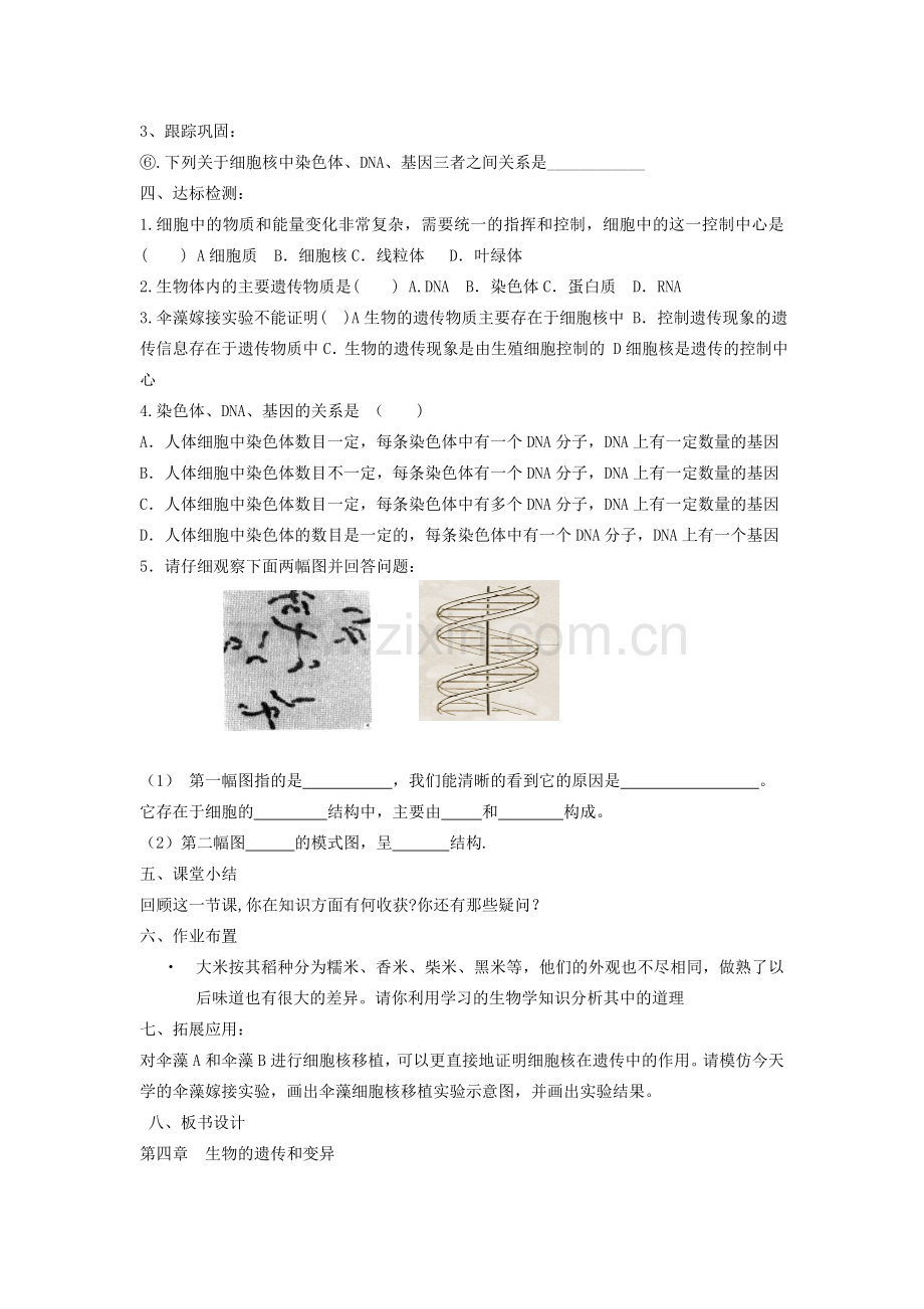 山东省枣庄市峄城区吴林街道中学八年级生物上册 第四单元 第四章 第一节 遗传的物质基础教案 济南版.doc_第3页