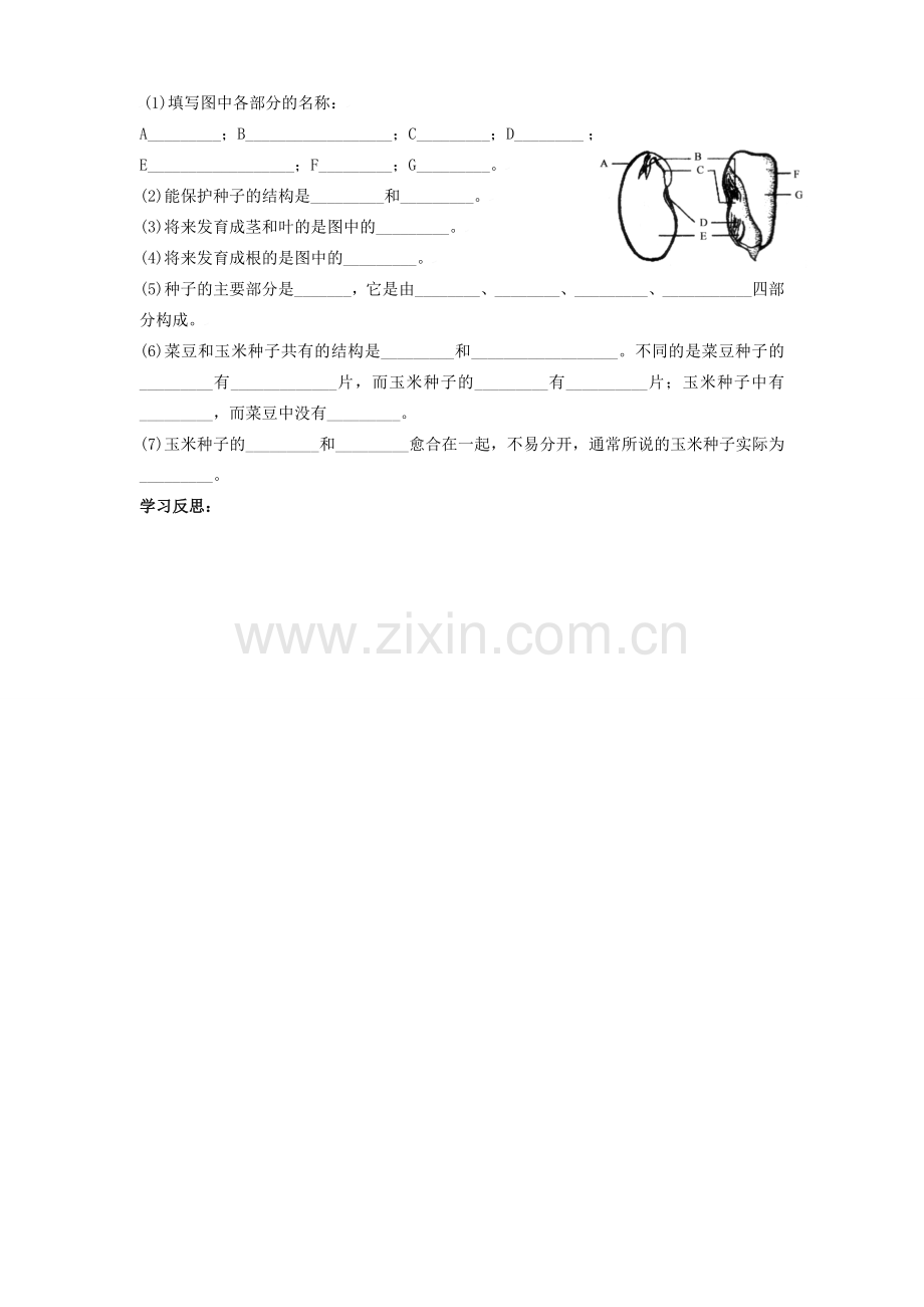 七年级生物上册 3.6.1 种子萌发形成幼苗 种子都有种皮和胚学案（无答案） 北师大版.doc_第3页