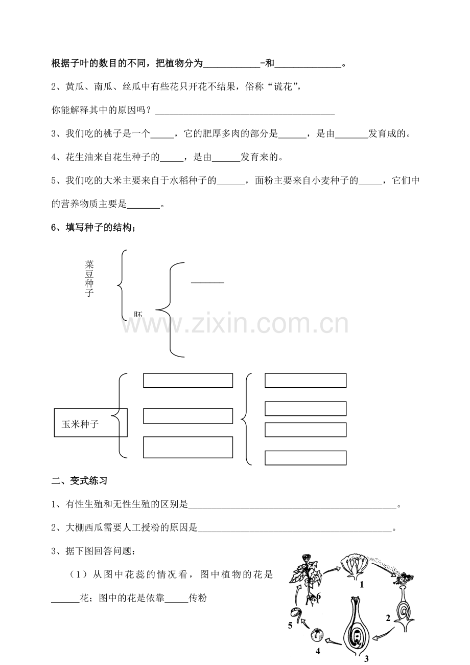 七年级生物上册 第三单元 第五章 绿色植物的一生复习教案 （新版）苏教版-（新版）苏教版初中七年级上册生物教案.doc_第2页