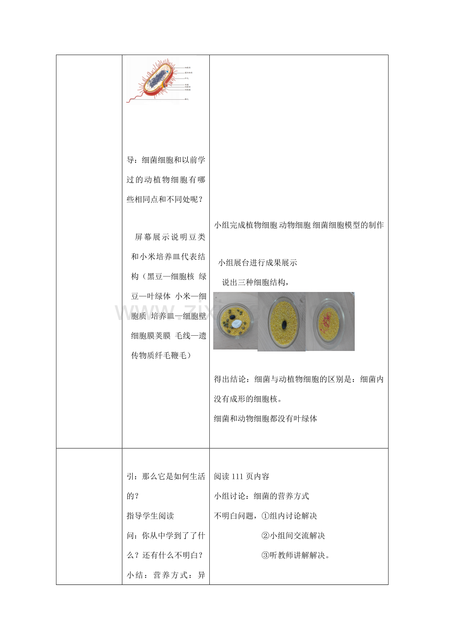 七年级生物上册 第二单元 第三章 第二节 细菌教学设计 （新版）济南版-（新版）济南版初中七年级上册生物教案.doc_第3页