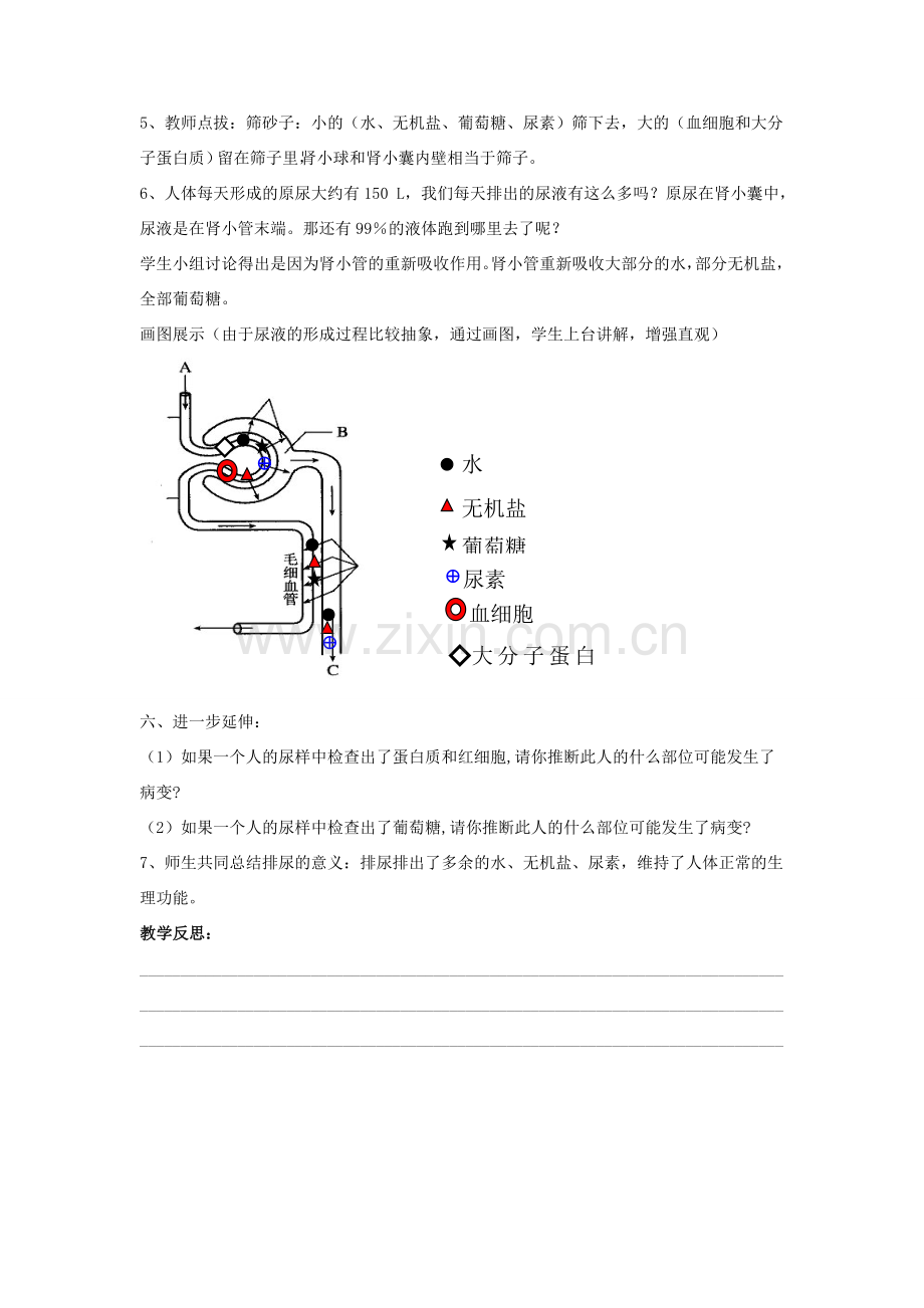 七年级生物下册 第11章 第二节 尿的形成与排出教案1 北师大版.doc_第2页