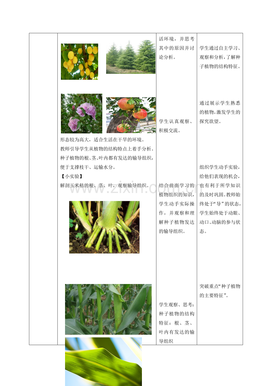 七年级生物上册 第一章 第一节 绿色植物的主要类群（种子植物）教案 （新版）济南版-（新版）济南版初中七年级上册生物教案.doc_第3页