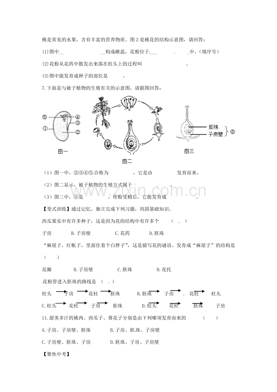 七年级生物上册 3.2.3 开花和结果导学案（无答案）（新版） 新人教版.doc_第3页