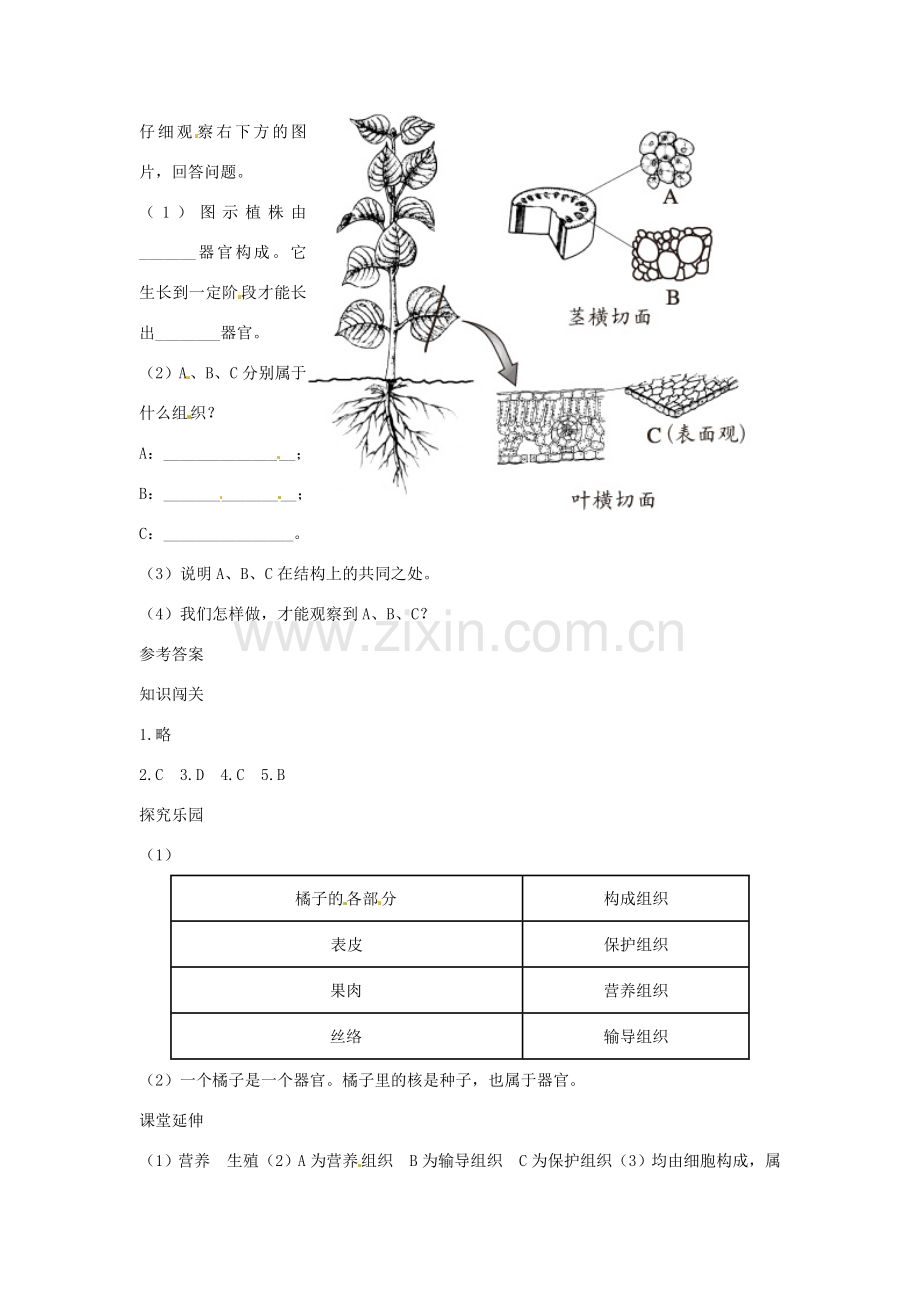 七年级生物上册 第二节植物体的结构层次解析与测评教案 教版.doc_第3页