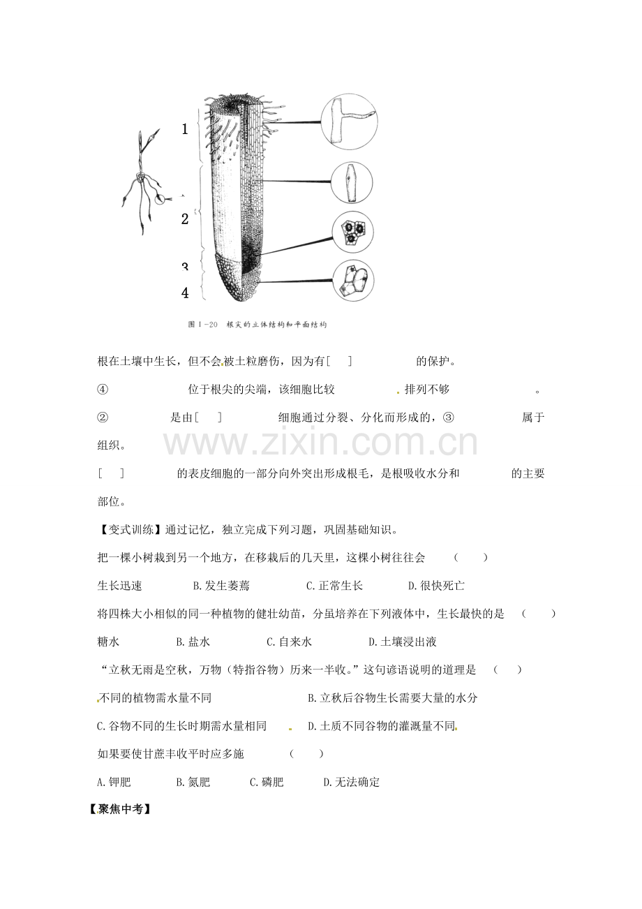 七年级生物上册 3.2.2 植株的生长导学案（无答案）（新版）新人教版.doc_第3页