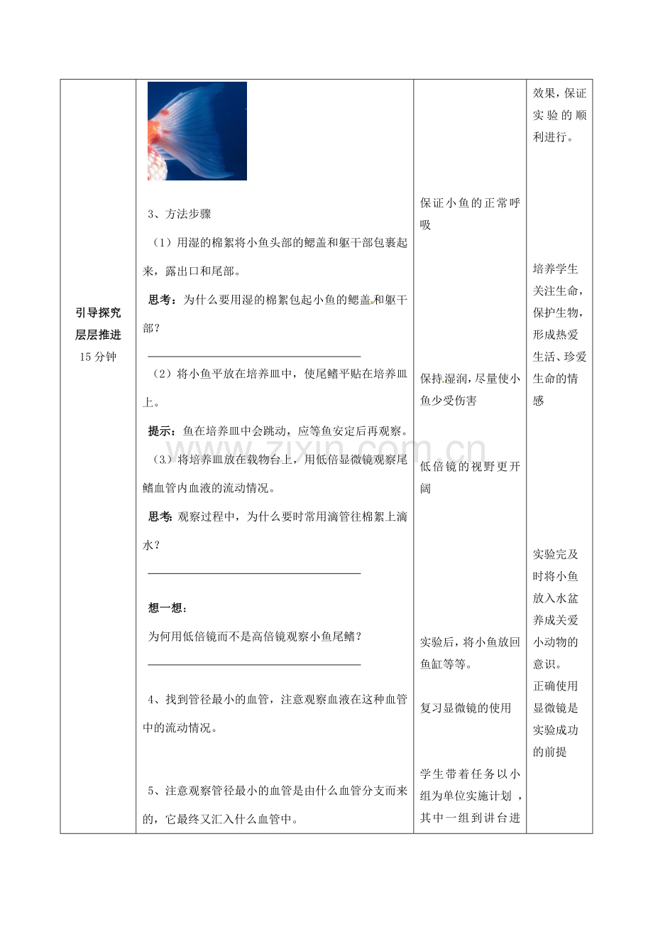 七年级生物下册 第3单元 第3章 第2节 物质运输的器官（第1课时）教案1 （新版）济南版.doc_第3页