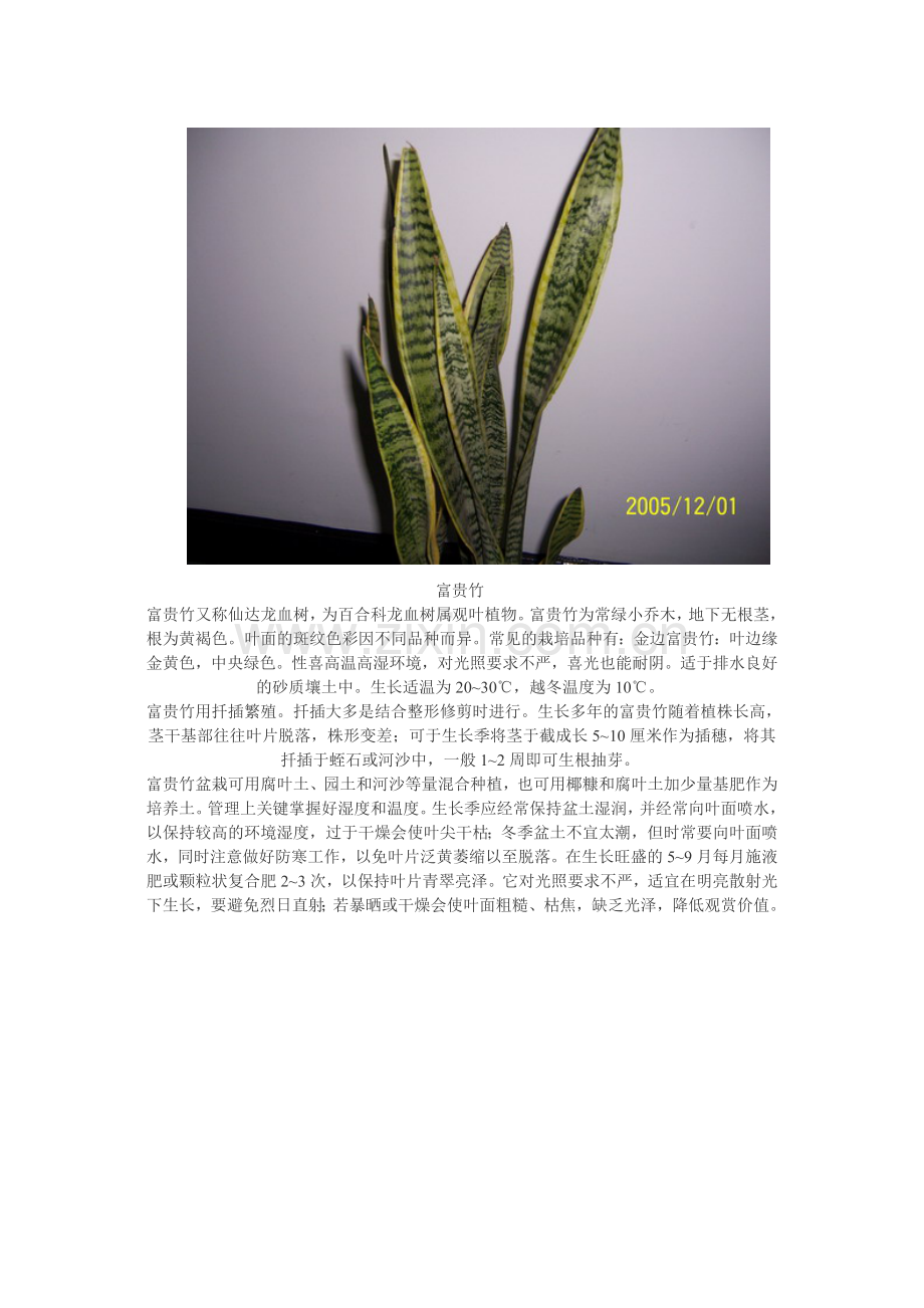 家庭常见观叶植物图片欣赏及介绍.doc_第3页