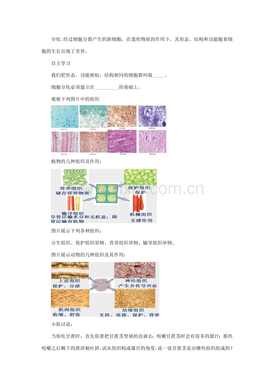 七年级生物上册 2.4.1《细胞分化形成组织》教案1 （新版）北师大版-（新版）北师大版初中七年级上册生物教案.doc_第2页