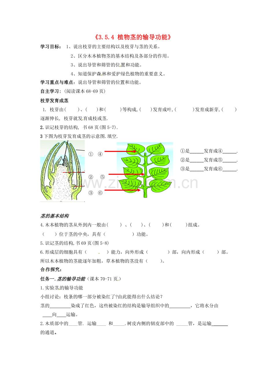 辽宁省辽阳市第九中学七年级生物上册《3.5.4 植物茎的输导功能》学案（无答案） 新人教版.doc_第1页