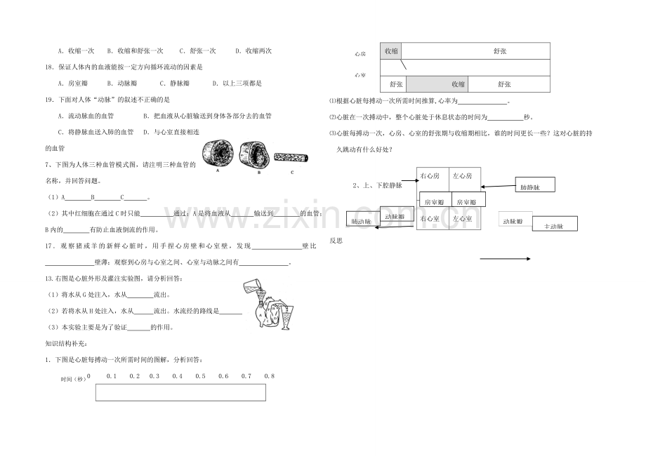 七年级生物下册 3.3.2 物质运输的器官导学案（无答案）（新版）济南版.doc_第3页