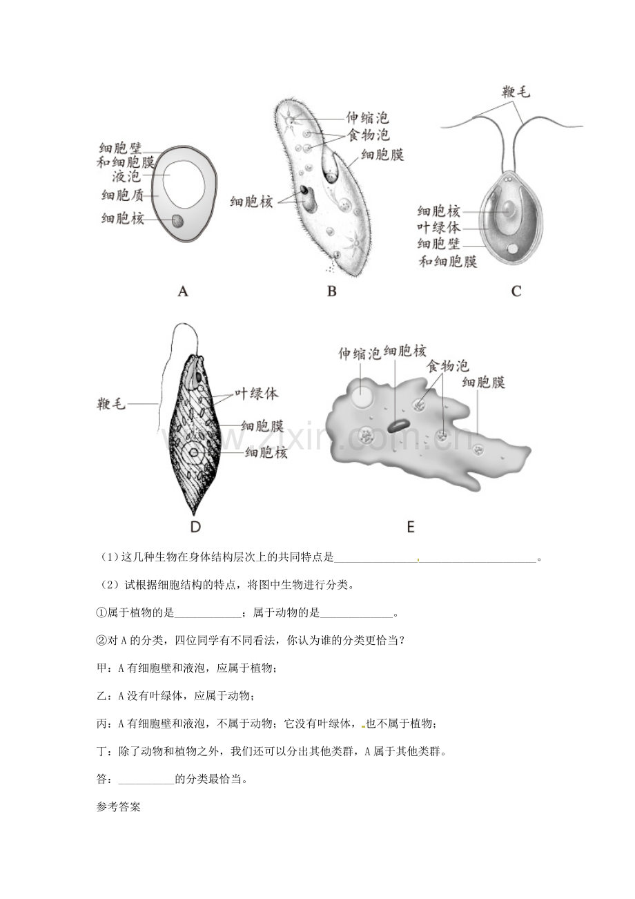 七年级生物上册 第三节　只有一个细胞的生物体解析与测评教案人教版.doc_第3页