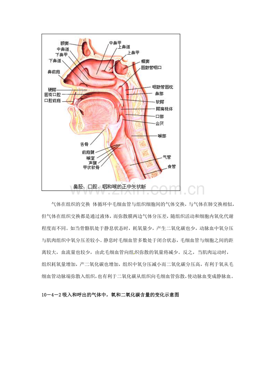 云南省祥云县禾甸中学七年级生物下册《10-4 人体内的气体交换》（15课时）教案 苏教版.doc_第2页