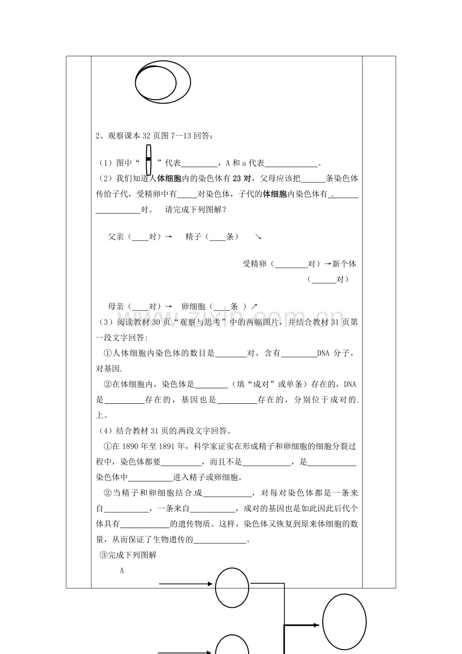 甘肃省庆阳市宁县第五中学八年级生物下册《第七单元 第二章 第二节 基因在亲子代间的传递》导学案（无答案） 新人教版.doc_第2页