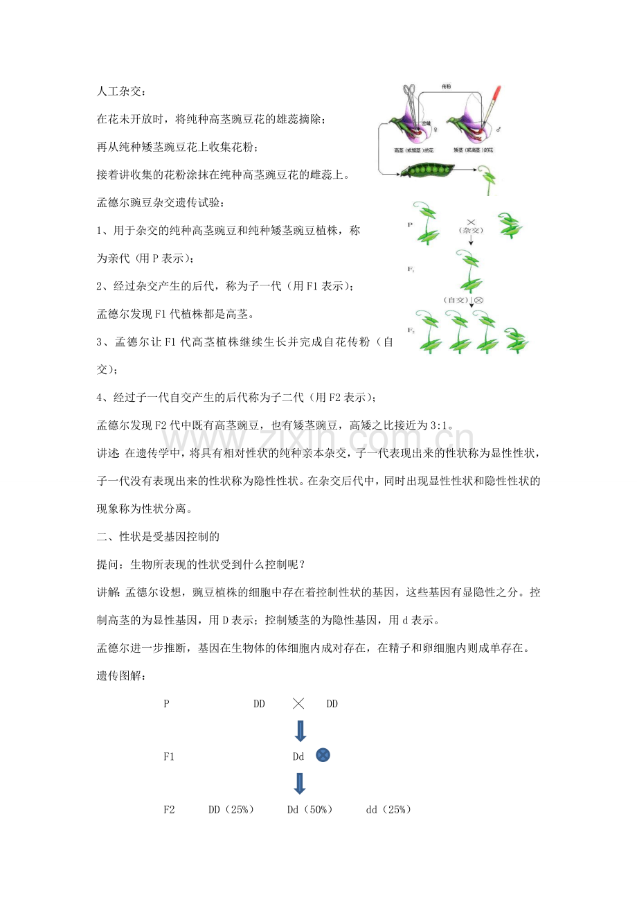 八年级生物上册 第十一章 第二节 生物的性状遗传教案 （新版）北京版-北京版初中八年级上册生物教案.doc_第2页