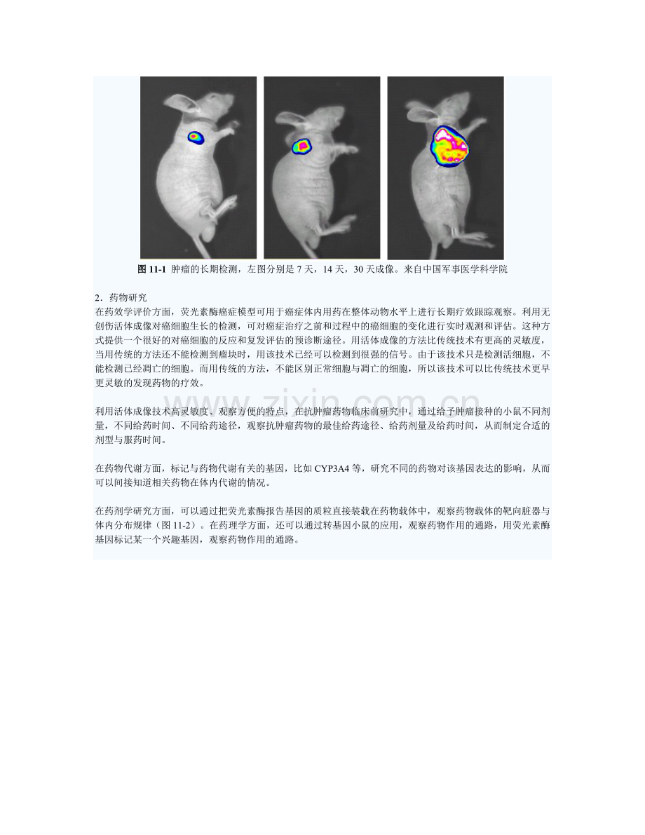 活体动物体内生物发光及荧光成像技术.doc_第3页