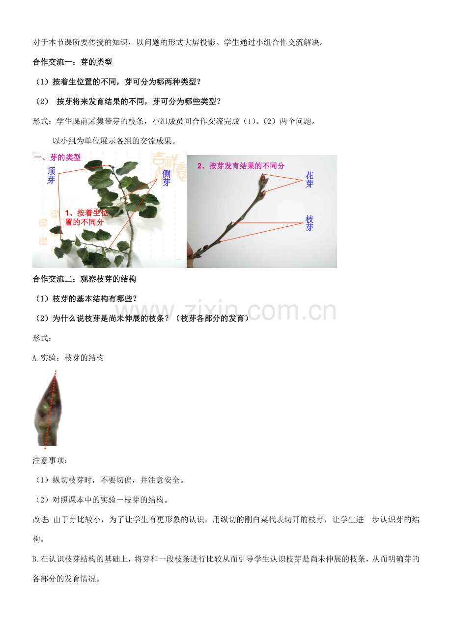 八年级生物上册 第四单元 第一章 第六节 芽的类型和发育教案 （新版）济南版-（新版）济南版初中八年级上册生物教案.doc_第2页