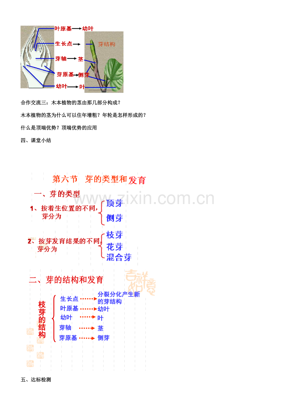 八年级生物上册 第四单元 第一章 第六节 芽的类型和发育教案 （新版）济南版-（新版）济南版初中八年级上册生物教案.doc_第3页