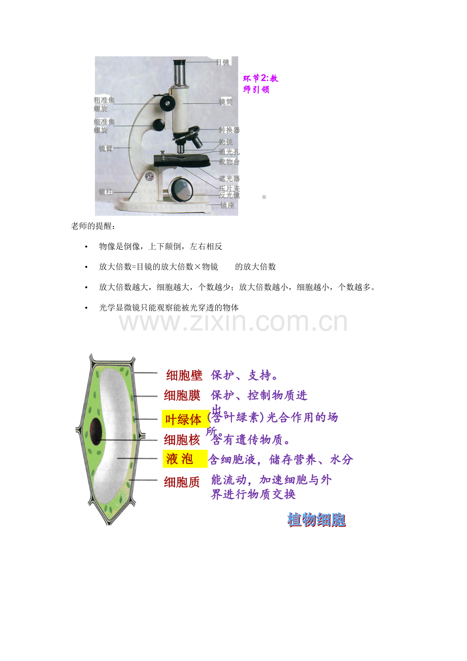 七年级生物上册 2.1.1 练习使用显微镜 动物细胞教案 （新版）新人教版-（新版）新人教版初中七年级上册生物教案.doc_第3页