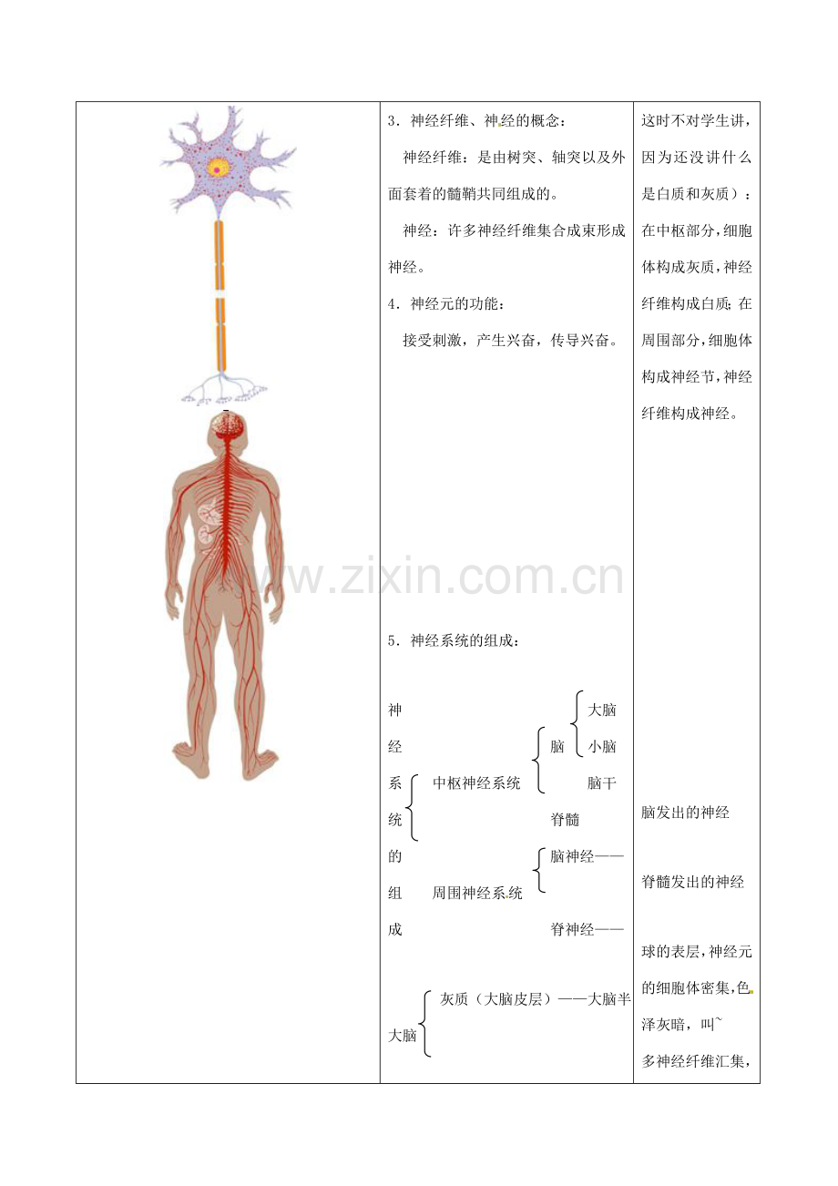 八年级生物上册 第15章 第1节 人体的神经调节 教案 苏科版.doc_第2页