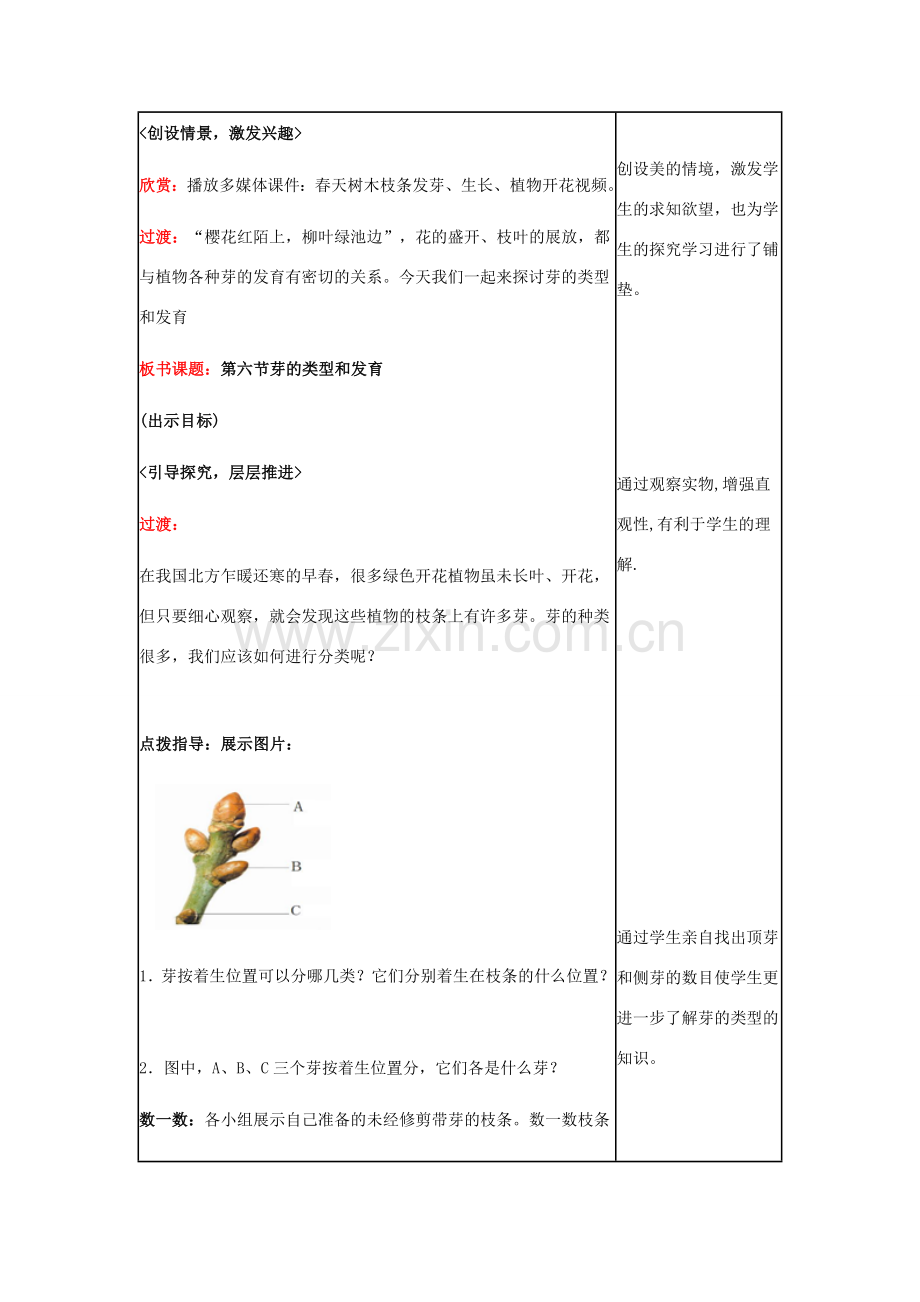 八年级生物上册 第四单元 第一章 第六节《芽的类型和发育》教学设计 济南版-济南版初中八年级上册生物教案.doc_第2页