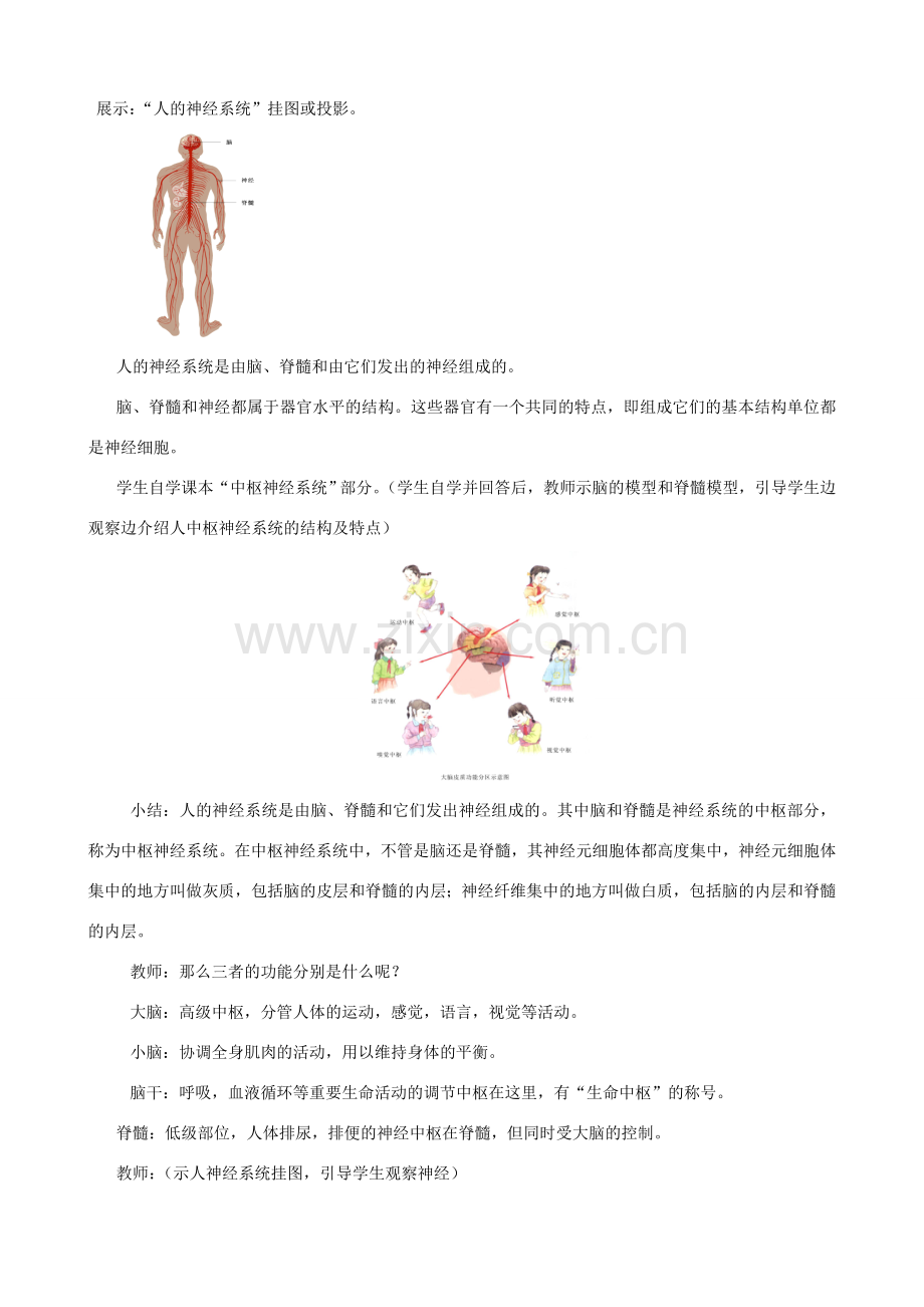 八年级生物上册 6.16.1人体的神经调节（第1课时）教案 （新版）苏科版-（新版）苏科版初中八年级上册生物教案.doc_第3页