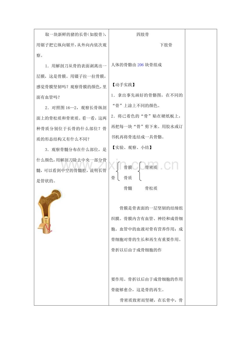 八年级生物上册 16.1《人体的支持与运动》教案 苏科版.doc_第3页