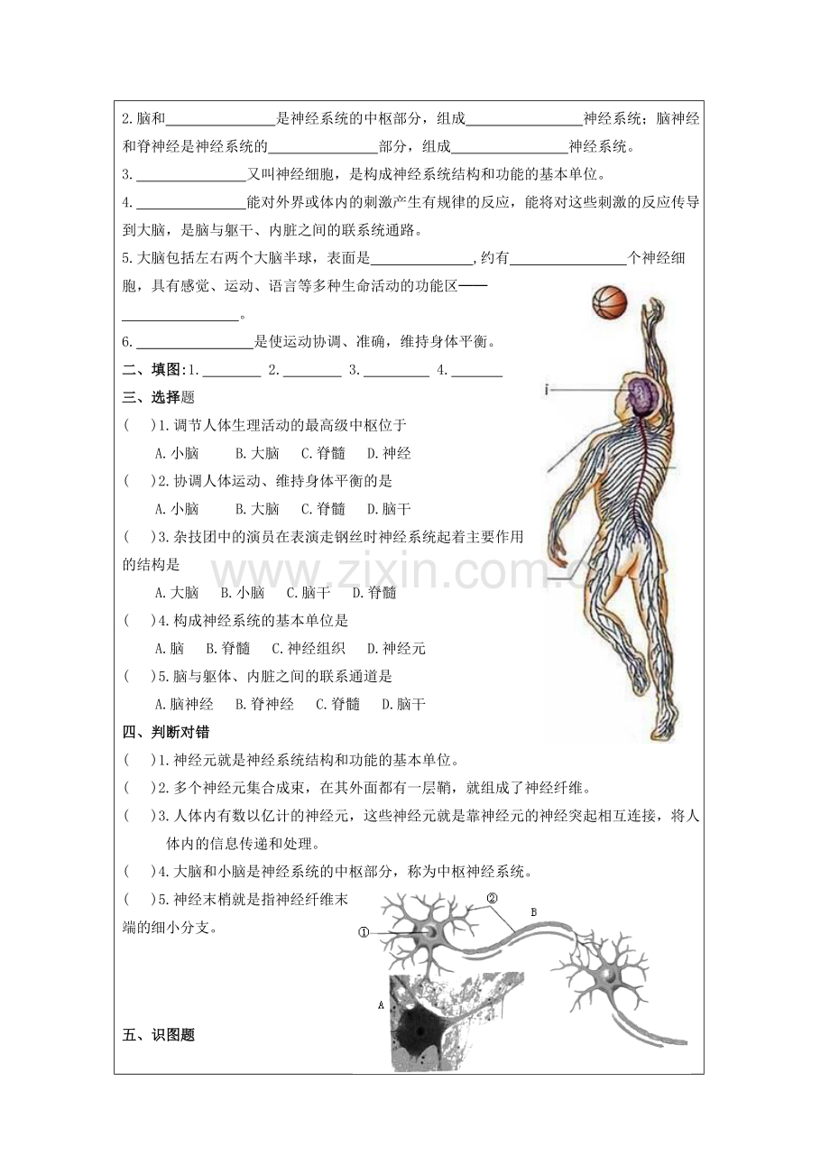 山东省泰安新泰市七年级生物下册 6.2 神经系统的组成学案（无答案） 新人教版.doc_第2页