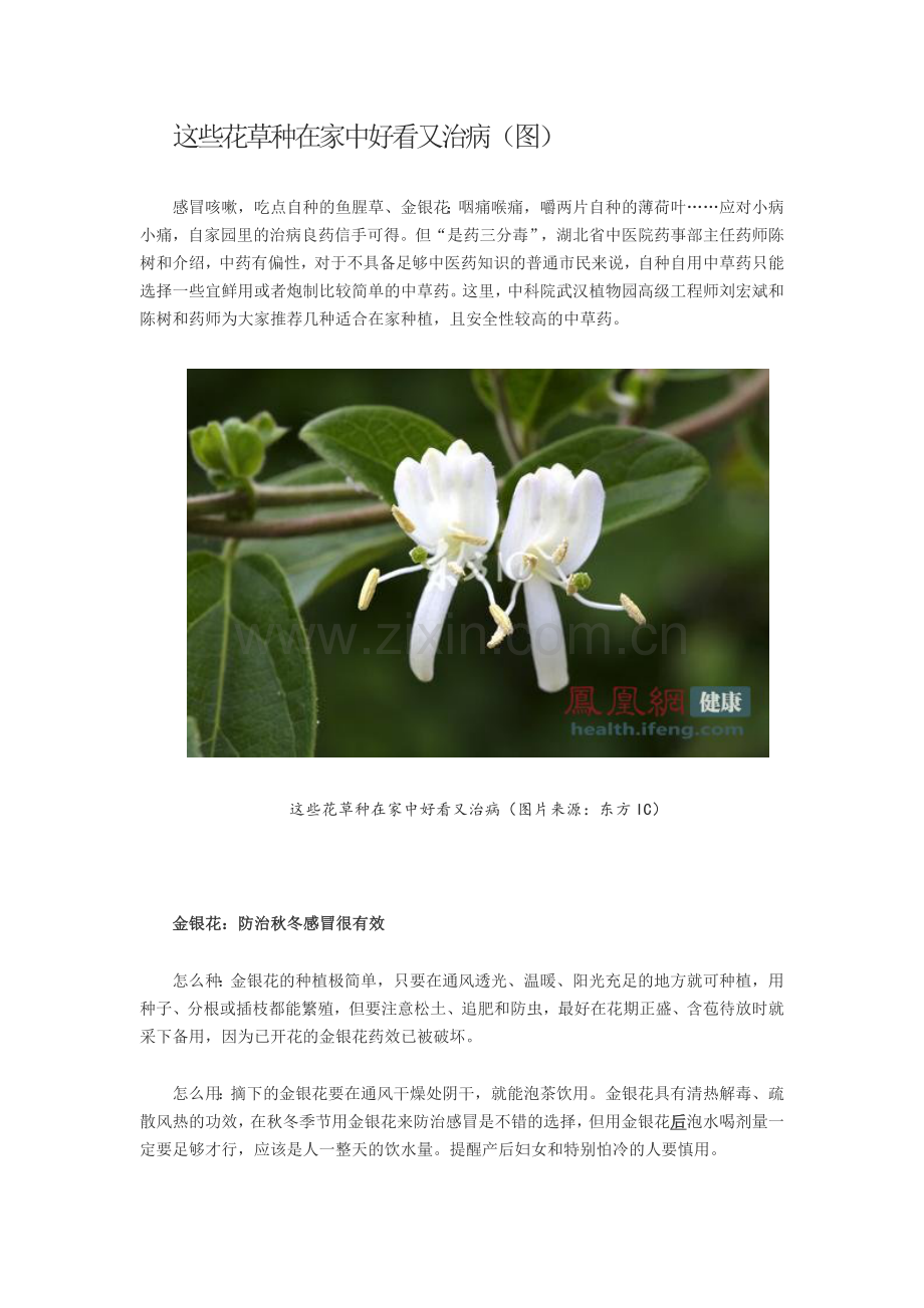 这些花草种在家中好看又治病.docx_第1页