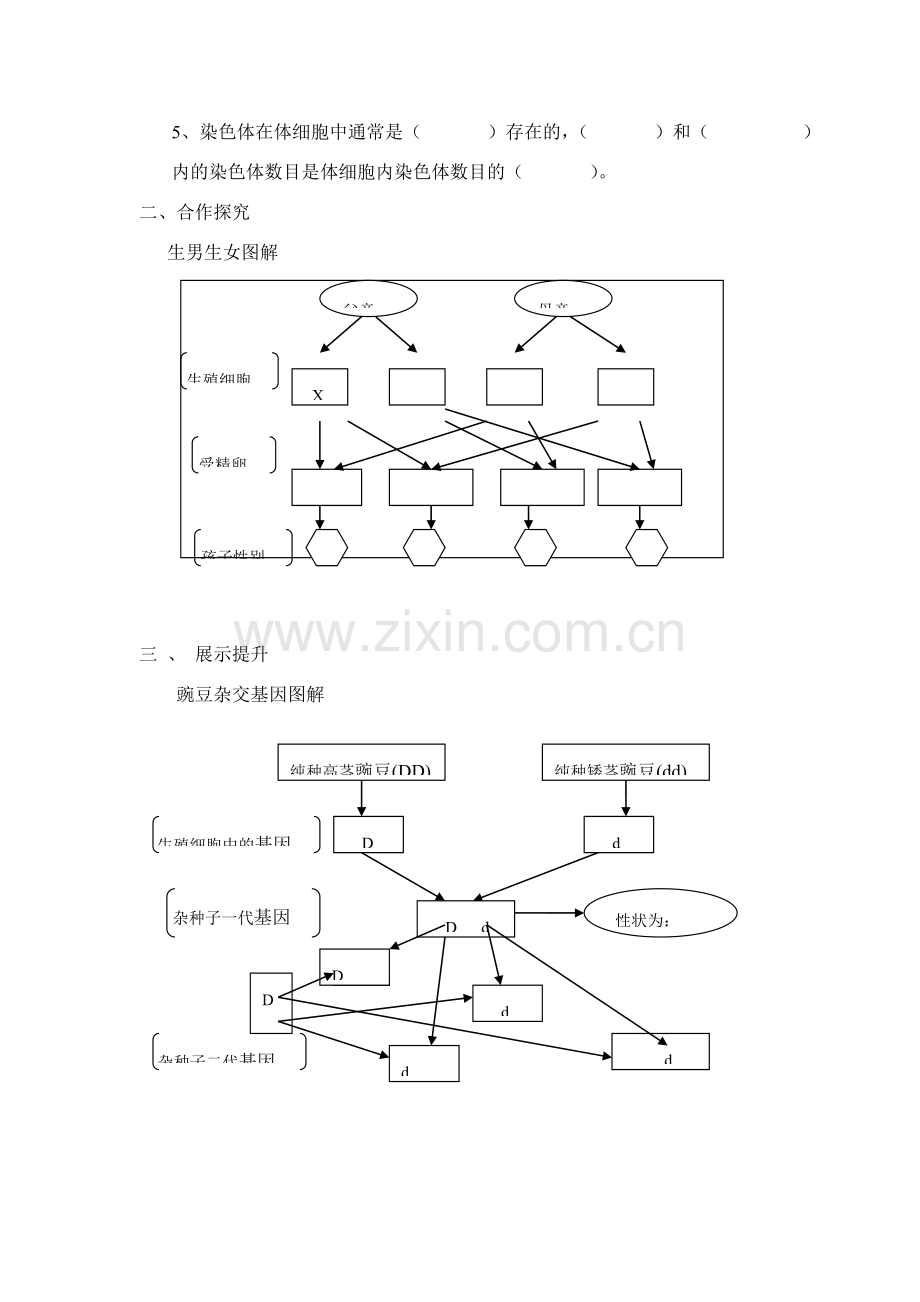 八年级生物上册：第四单元第三节性状的遗传教案（济南版）.doc_第2页