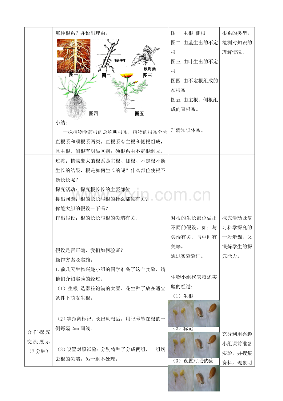 八年级生物上册 4.1.5《根的结构与功能》教案1 （新版）济南版-（新版）济南版初中八年级上册生物教案.doc_第3页