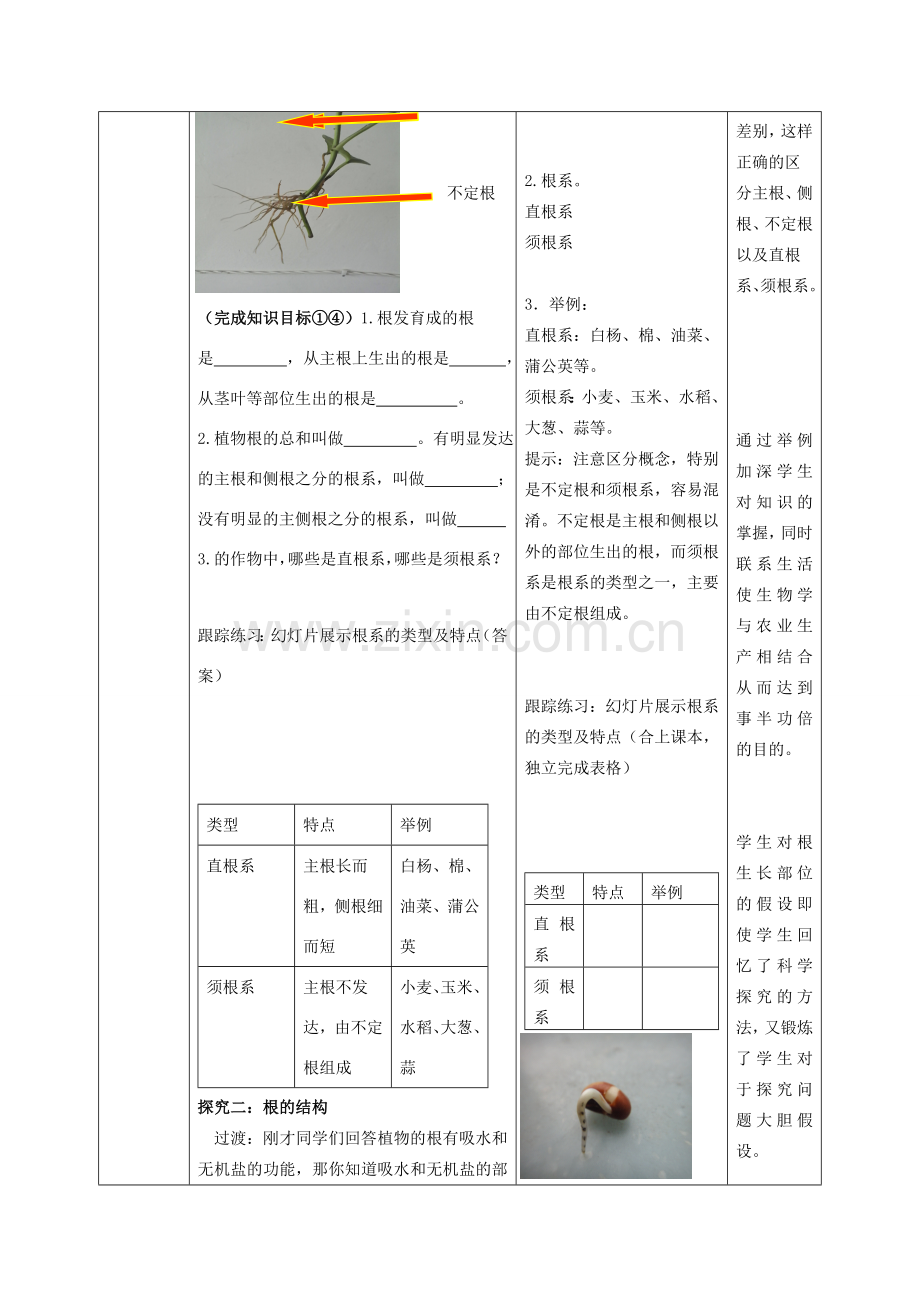 山东省滕州市大坞镇大坞中学八年级生物上册 4.1.5 根的结构和功能教案 济南版.doc_第3页