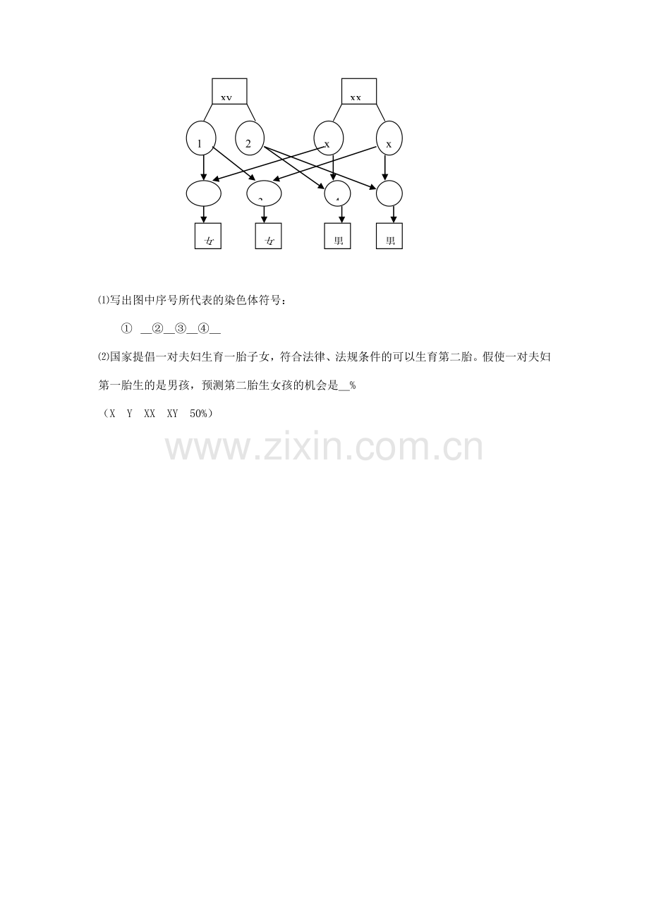 八年级生物上：4.2人类染色体与性别决定教案济南版.doc_第3页