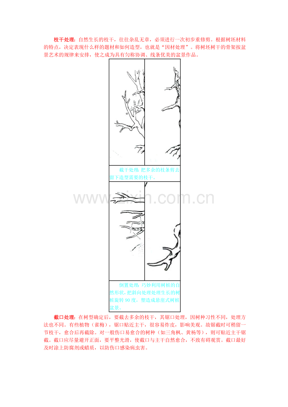 树桩盆景栽培及管理.doc_第3页