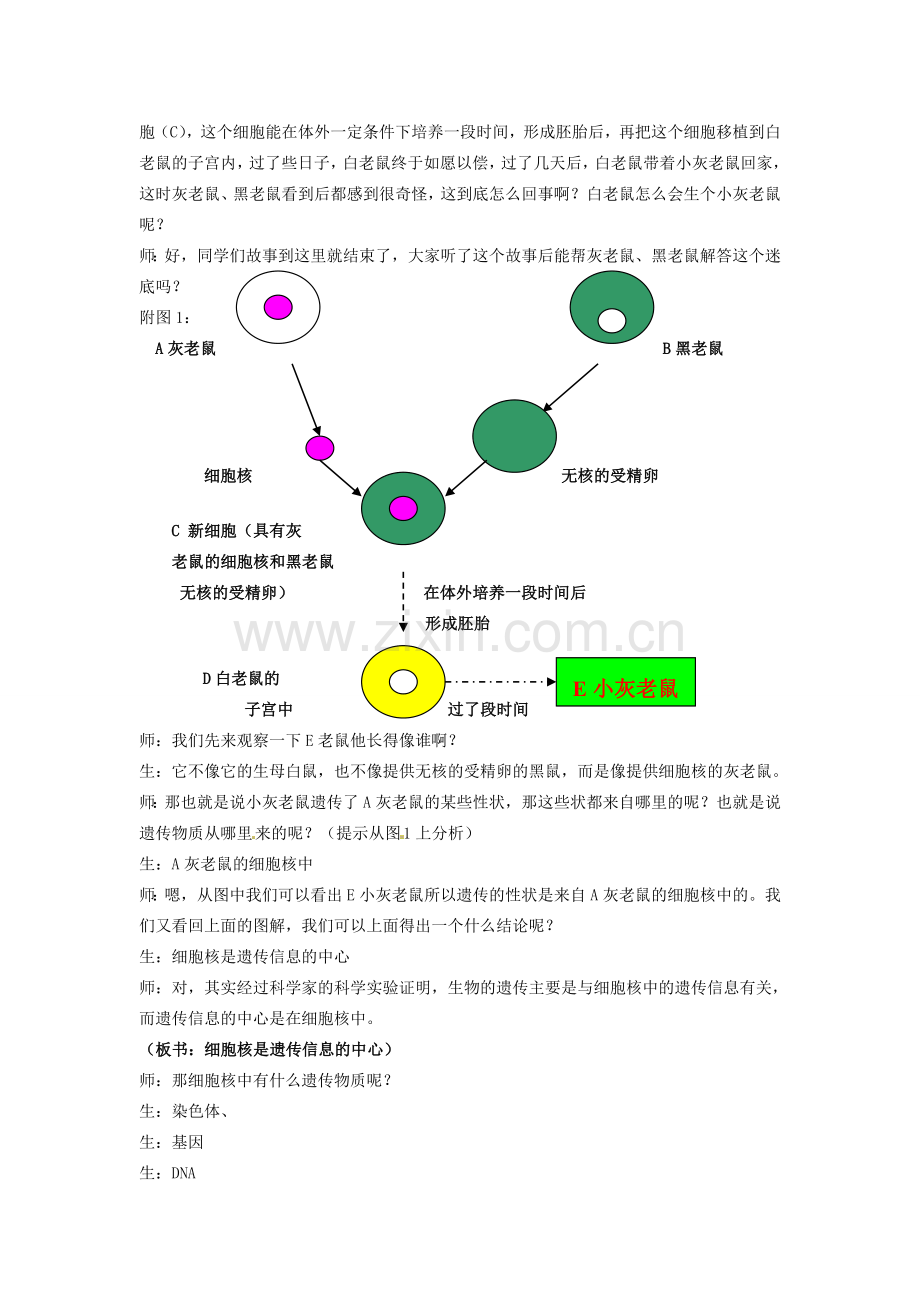 江苏省东台市唐洋镇中学八年级生物上册《15.1 DNA是主要的遗传物质》教案 苏教版.doc_第3页