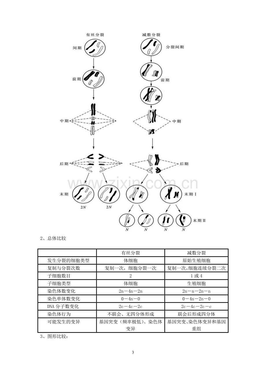 高中生物必修2遗传与进化.doc_第3页