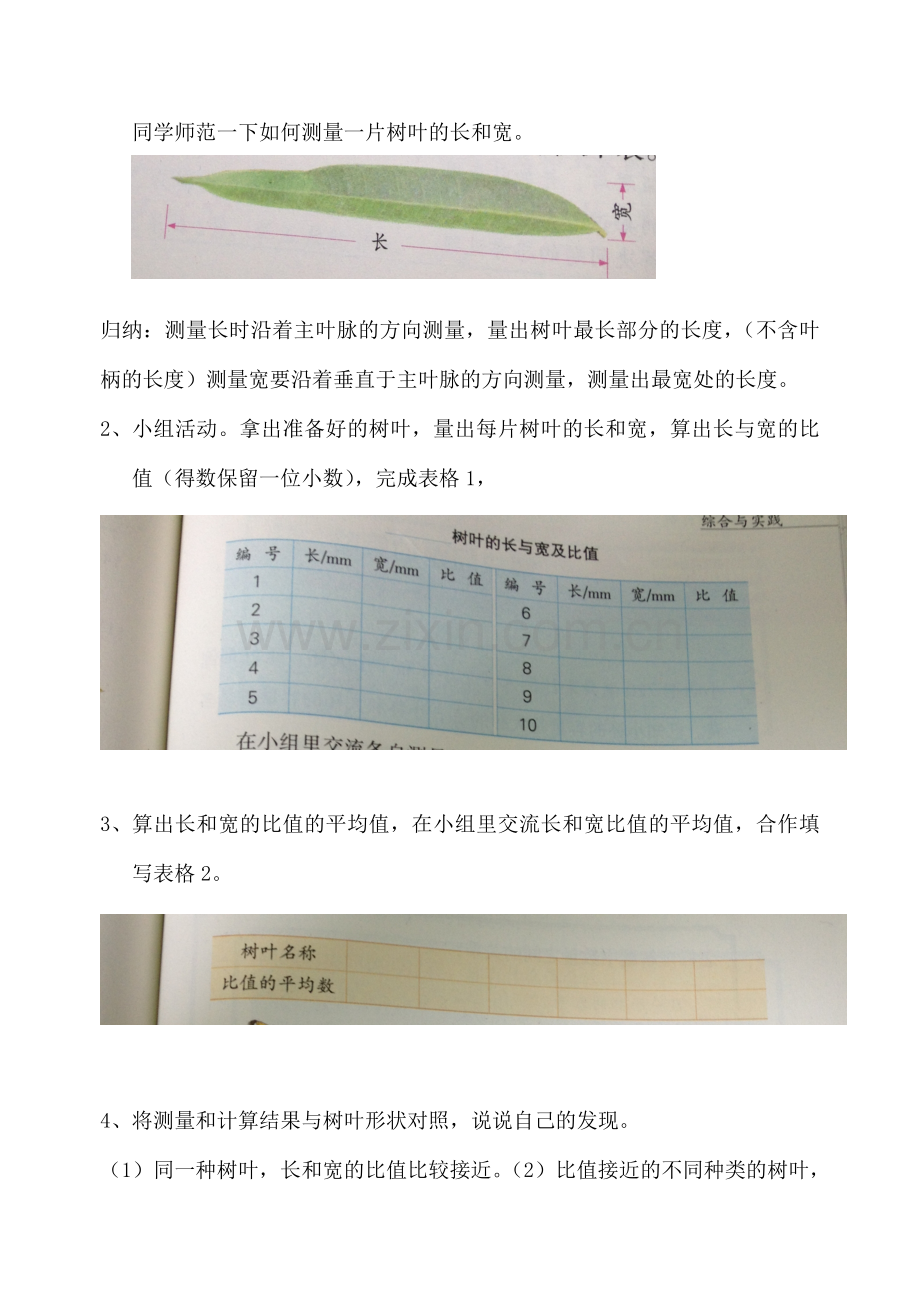 树叶中的比教案.doc_第2页