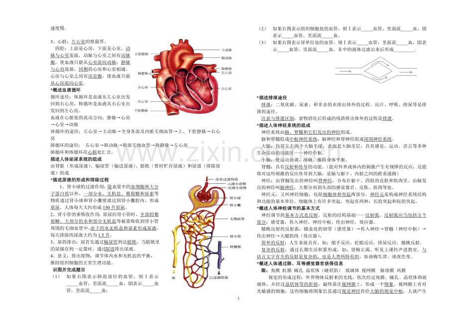 七年级生物下册复习待打印.doc_第3页