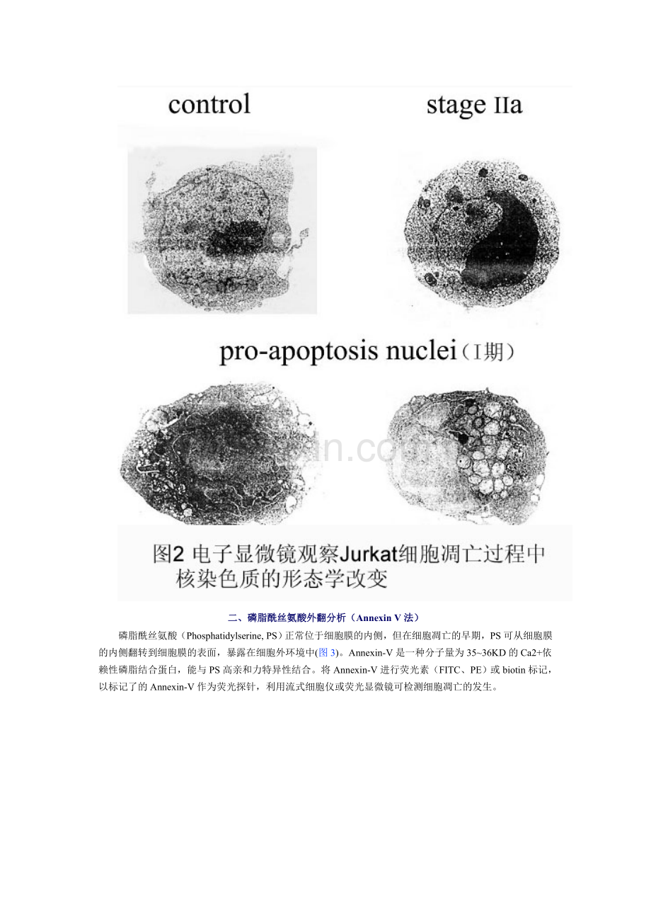 细胞凋亡的检测(含图片) 陈英玉.doc_第3页