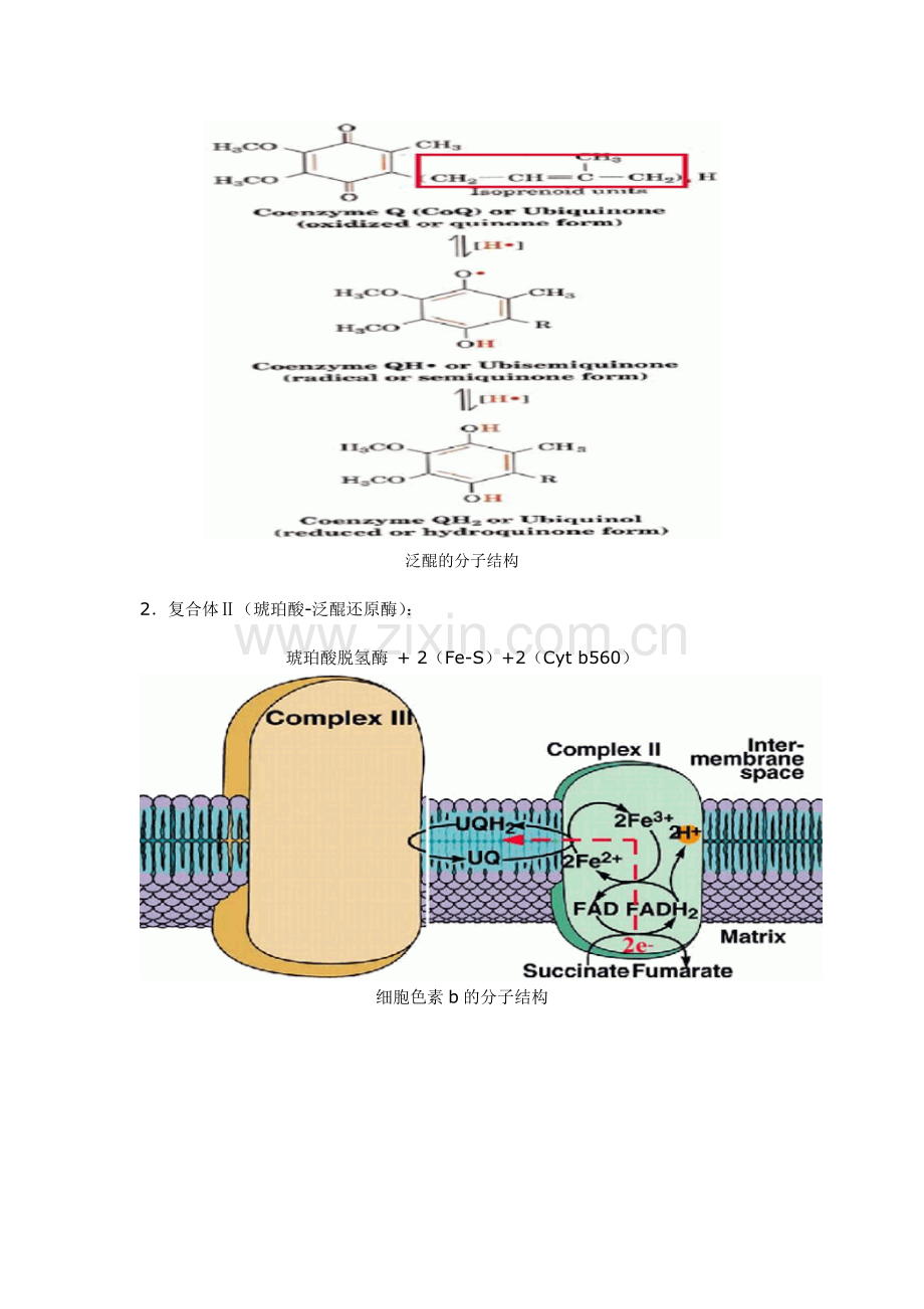 第五章生物氧化.doc_第3页