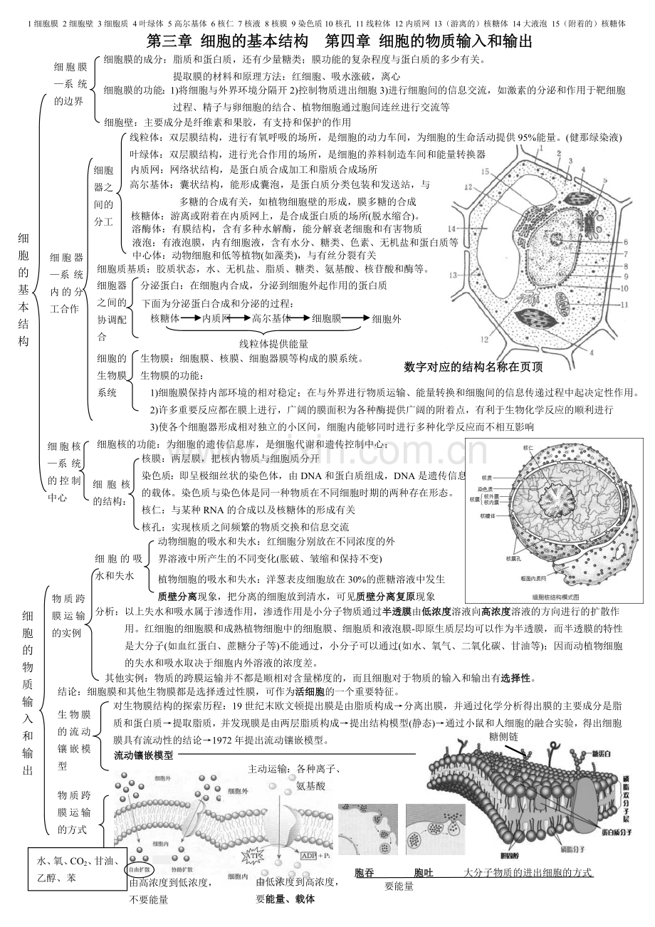 高一生物复习资料(分子与细胞第一章至第四章).doc_第3页