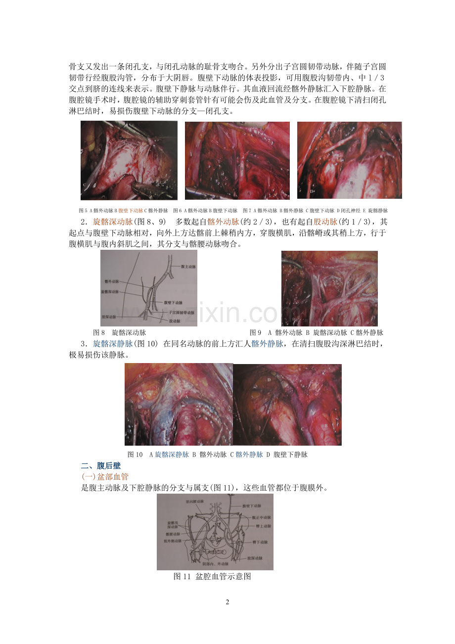 妇科腹腔镜手术相关腹部解剖.doc_第2页