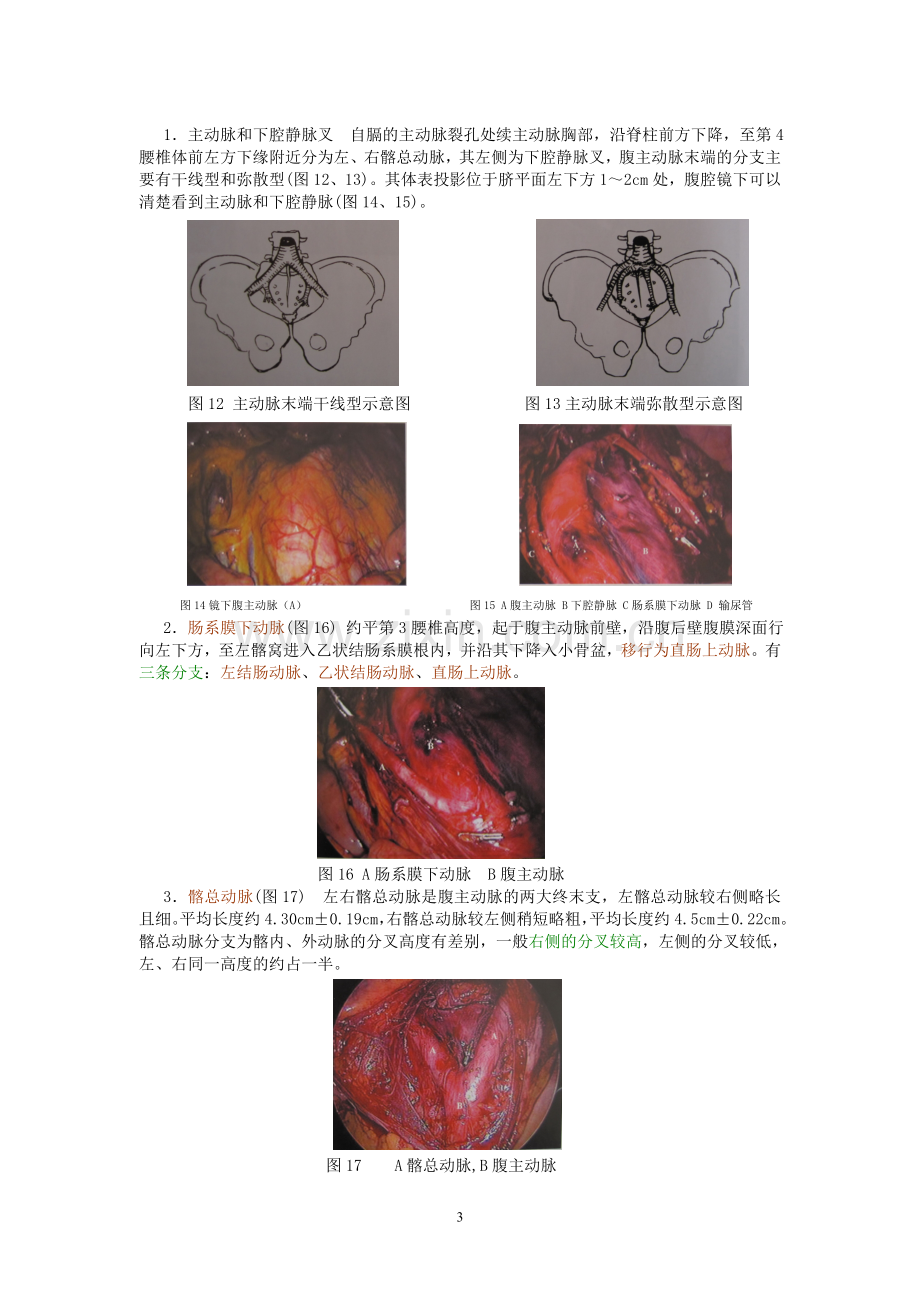 妇科腹腔镜手术相关腹部解剖.doc_第3页