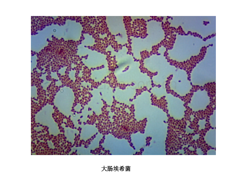 实验1素材细菌的形态与结构显微镜观察图.pptx_第1页