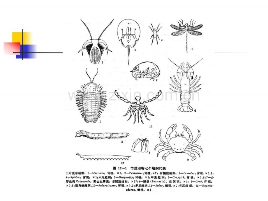 古生物学节肢动物.pptx_第3页