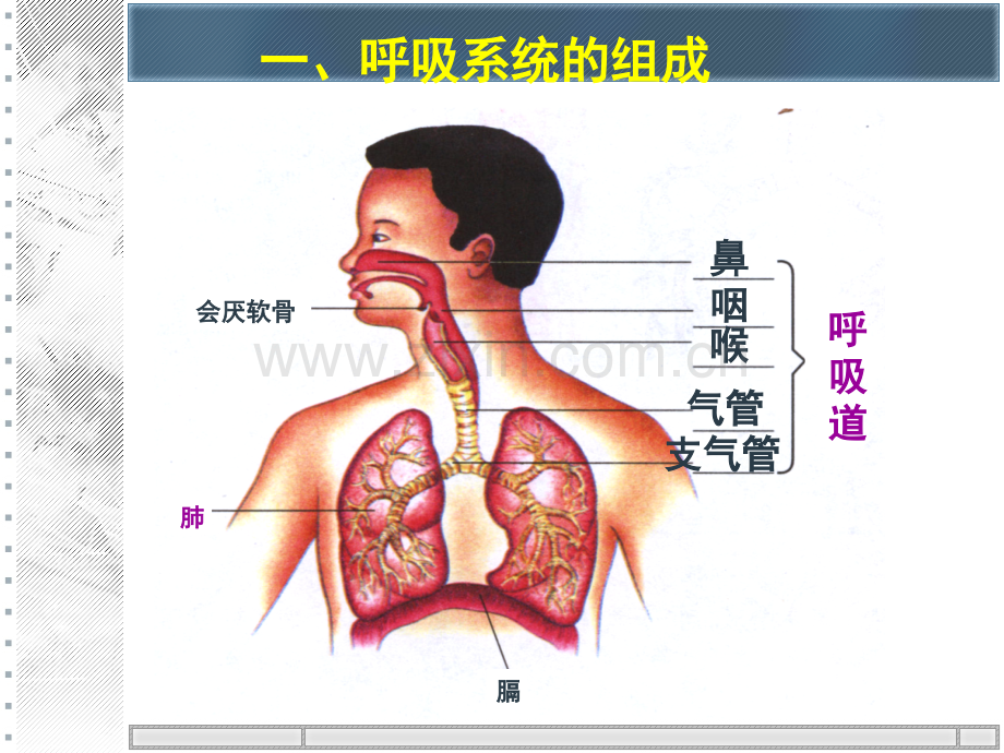 呼吸道对空气处理--.pptx_第2页