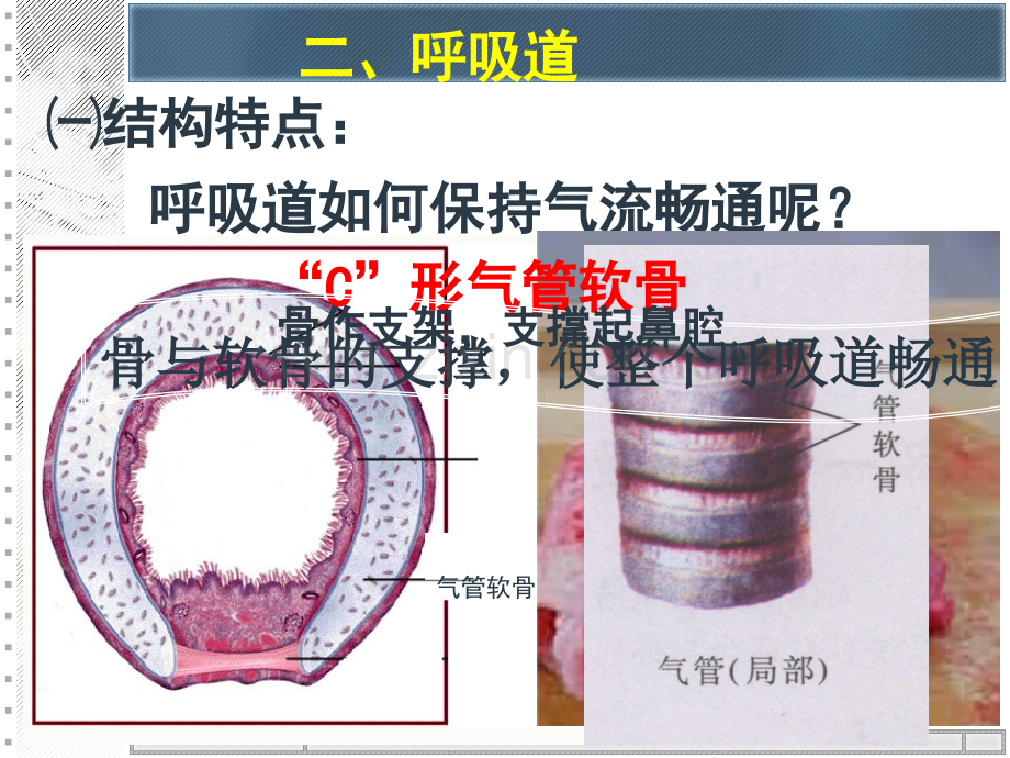 呼吸道对空气处理--.pptx_第3页