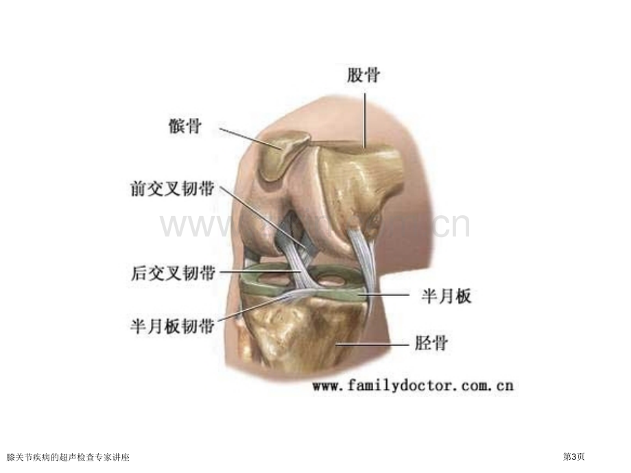 膝关节疾病的超声检查专家讲座.pptx_第3页