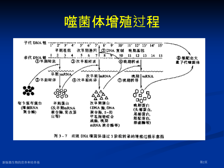 新版微生物的营养和培养基.pptx_第2页