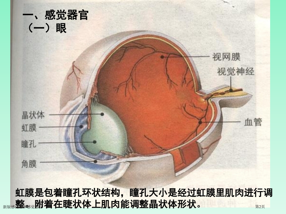 新版感受器和感觉器官.pptx_第2页