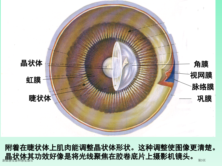 新版感受器和感觉器官.pptx_第3页